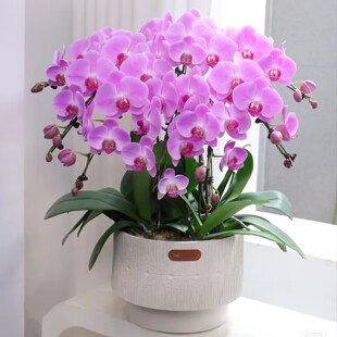 蝴蝶兰盆栽带花苞武汉开业乔迁高档花卉大盆景室内客厅前台兰花
