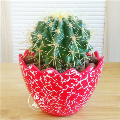 仙人球武汉绿植办公室内盆栽防辐射吸甲醛盆栽仙人掌彩色金冠金琥