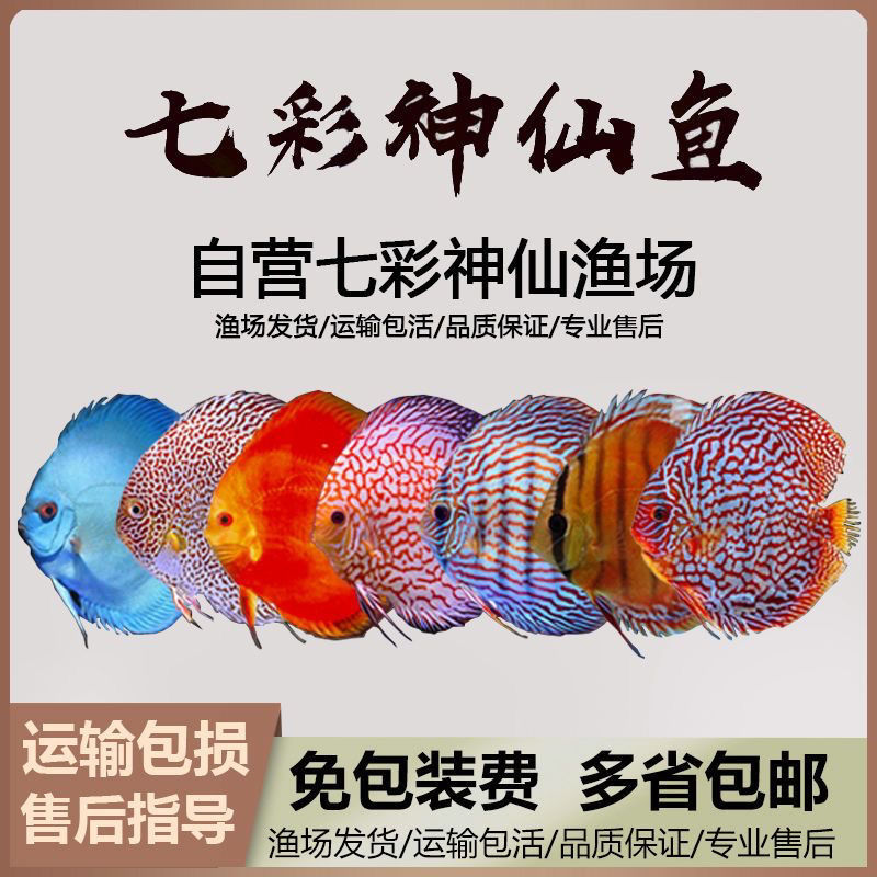 好养七彩神仙鱼活体中小型