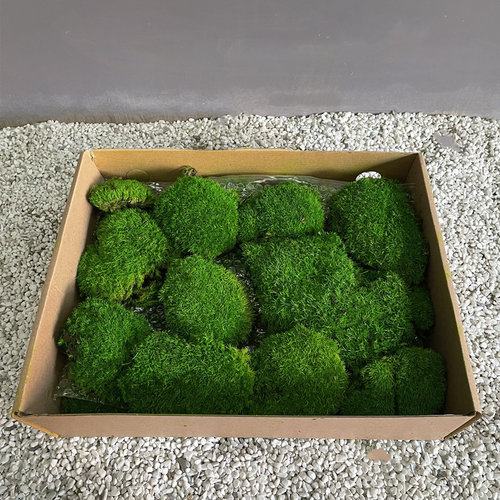 永生苔藓块状白发藓背景墙面