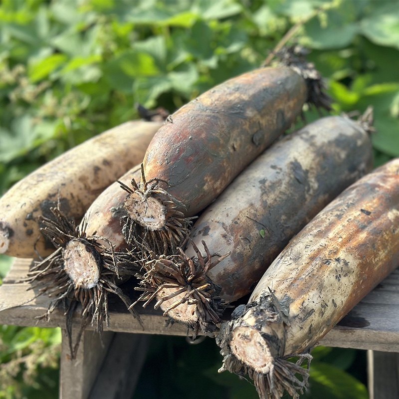 爱荷有机莲藕2斤/3斤/5斤 湖北荆州新鲜莲藕现挖粉藕带泥煲汤粉糯,水产肉类/新鲜蔬果/熟食,莲藕,淘宝优惠券,粉丝福利购,淘宝优惠卷