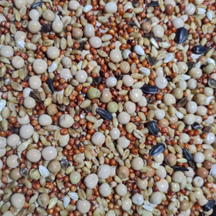 粮良德易普通日常无玉米幼鸽粮50斤包邮