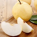 包邮 正宗山西祁县特产梨子10斤当季 新鲜水果脆甜可口整箱批发顺丰