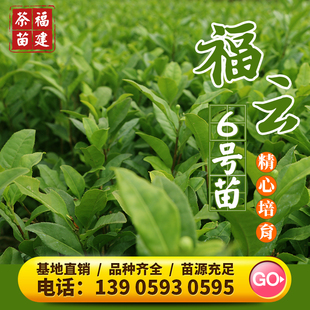 福云6号 茶苗梅占红茶绿茶金骏眉茶树苗黄观音105软枝乌龙金萱