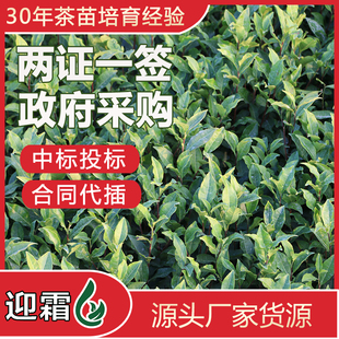 迎霜茶苗龙井安吉白茶浙农117中茶108五牛早春波绿福鼎白茶树苗