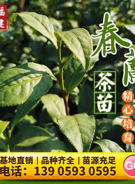 春兰冬季乌龙茶茶树苗