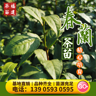 春兰 茶苗福鼎大白金牡丹黄观音梅占金萱台茶12号软枝乌龙肉桂茶