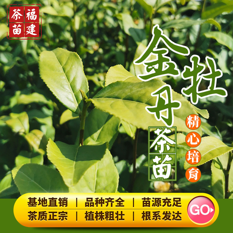 金牡丹茶树苗203梅占福云6号金萱金骏眉乌龙红茶籽品种广东种植 - 实物图