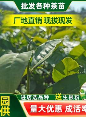 茶树苗203梅6号乌龙红茶籽