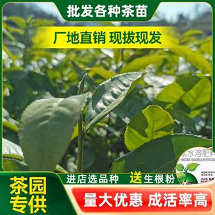 浙江安吉白茶树苗梅占青心大冇软枝乌龙福云6号龙井乌牛早黄金芽