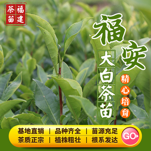 福安大白 茶苗福鼎高岭白茶大毫福云6号白毫早凤凰单枞水仙肉桂