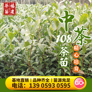中茶108 茶树苗龙井43号茶苗安吉白茶扁茶碧螺春毛尖毛峰茶叶苗
