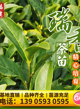 瑞香梅占305金萱茶树苗