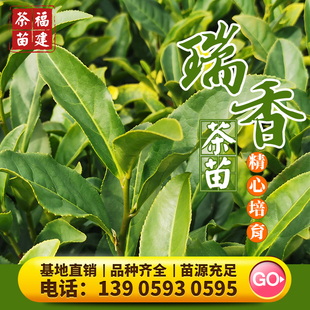 瑞香 茶苗305百瑞香乌龙茶红茶金牡丹梅占黄观音肉桂茶树苗基地
