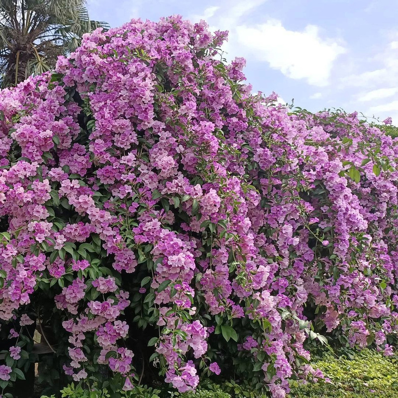 无刺蒜香藤花苗紫铃藤花卉别墅攀援植物阳台盆栽庭院驱蚊四季开花