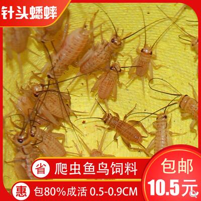 胡蜂活体针头小蟋蟀白蟋蟀活物蝇头油葫芦蟋蟀蟋蟀多规格果仁爬宠在类目 宠物/宠物食品及用品, 爬虫/鸣虫及其用品, 蟋蟀中 - 来自Buy2taobao.com提供专业的淘宝代购服务