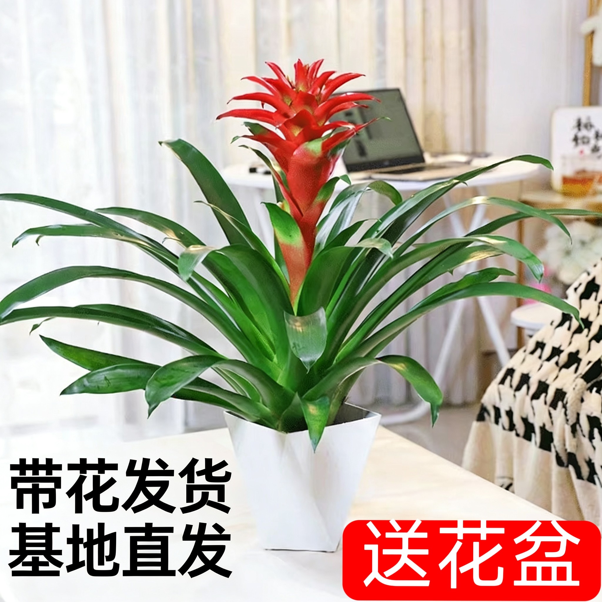 【带花盆】鸿运当头盆栽水培小红星凤梨花带花绿植室内客厅大型