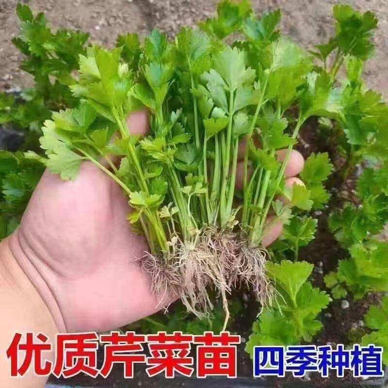 芹菜苗四季小香芹蔬菜苗芹菜秧苗西芹苗芹菜根苗包邮盆栽阳台种植