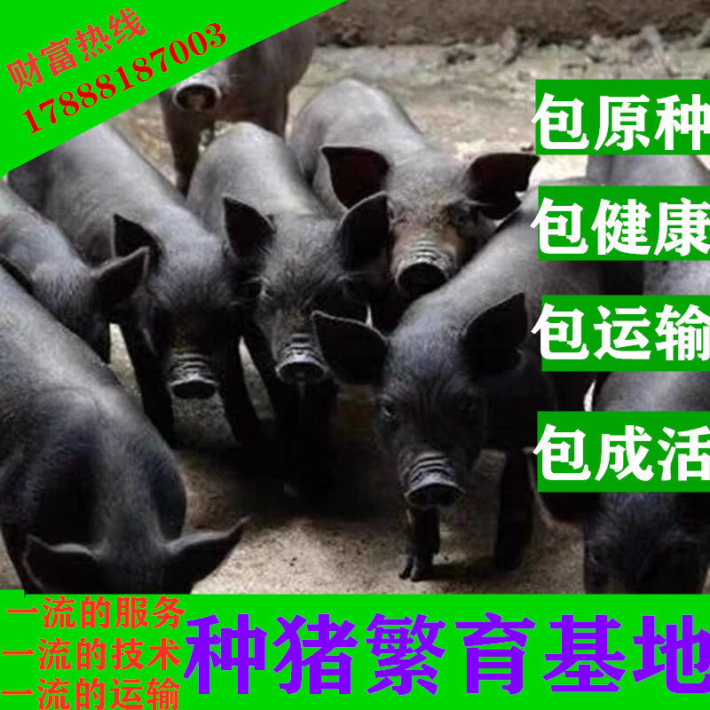 纯原种太湖母猪苏太母猪大白长白二元小母猪黑公猪仔活苗包邮健康