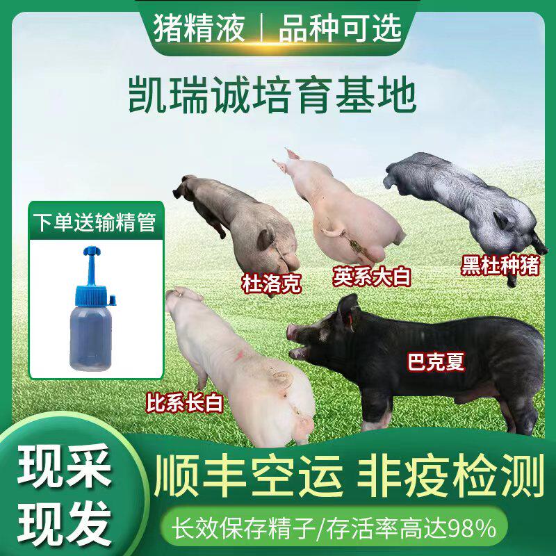 猪精子英系大白比系长白杜洛克巴克夏国寿黑黑杜精子授精人猪精液