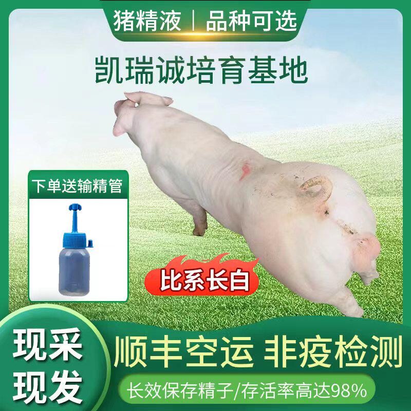 凯瑞诚种猪精子比系长白杜洛克巴克夏北京黑猪精子人工授精猪精液