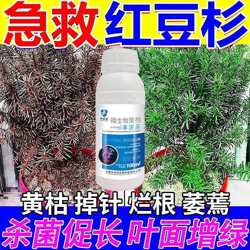 灰霉病叶子发黑杀菌剂红豆杉黄枯病常用药专治黄叶黑斑白粉病叶枯