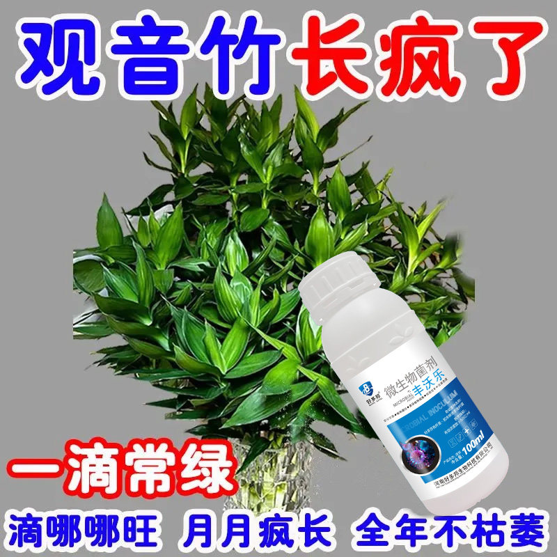 【黄叶急救】观音竹营养液一喷绿预防黄叶烂根促绿生根水培专用肥