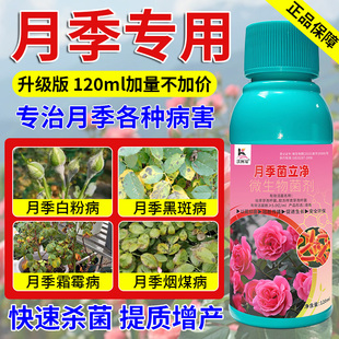 沃柯易月季菌立净黑斑霜霉白粉烟煤锈病黄叶焦尖枯萎炭疽专用药