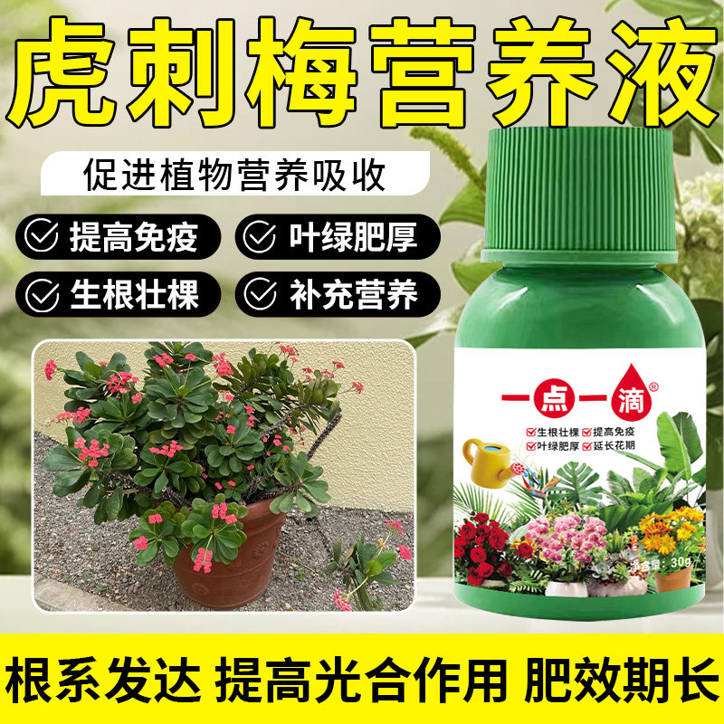虎刺梅专用营养液催花专用防黄叶绿叶促开花四季开花虎刺梅花肥料