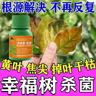 幸福树黑斑病叶斑病炭疽病专用药幸福树病害防治掉叶枯萎黄叶专用