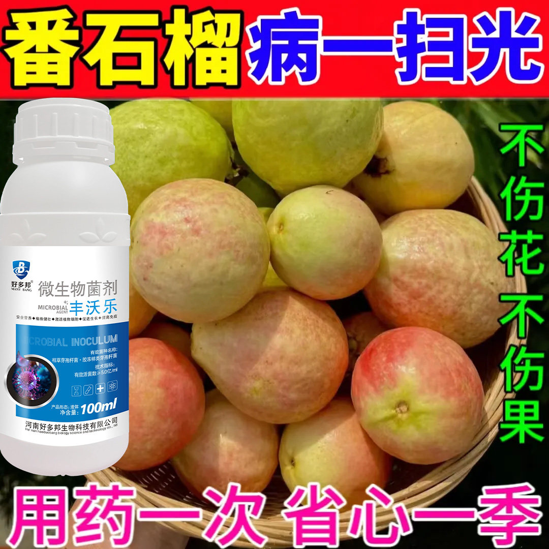番石榴病全治番石榴专用药炭疽病叶枯病干枯病果腐溃疡病黄叶卷叶
