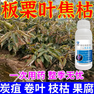 板栗病害黄叶病干枯病白粉病叶斑病果实霉烂病板栗树专用生物肥