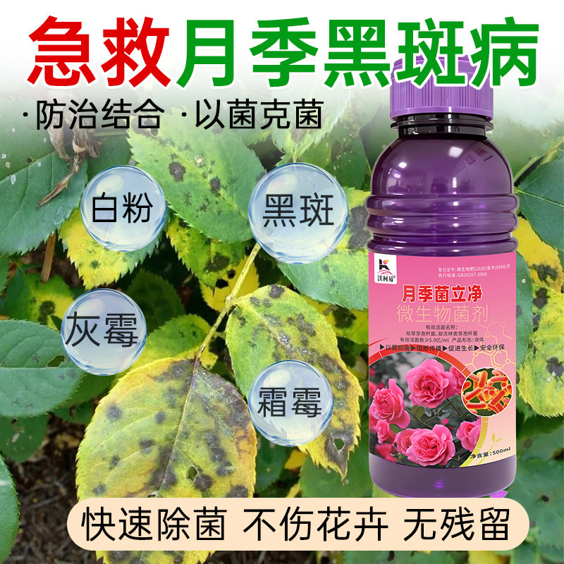 月季专用杀菌剂黑斑霜霉白粉烟煤锈病黄叶焦尖枯萎炭疽病月季种植