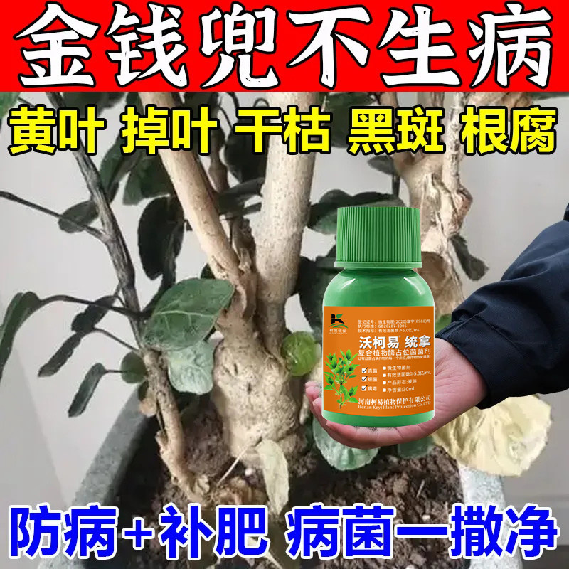 金钱兜病害专用黑斑病黄叶枯枝根腐病金钱兜植物花卉通用杀菌剂