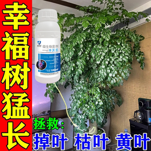 幸福树植物立净立枯炭疽叶斑黑斑预防生病抑菌抗病叶枯萎黄叶专用
