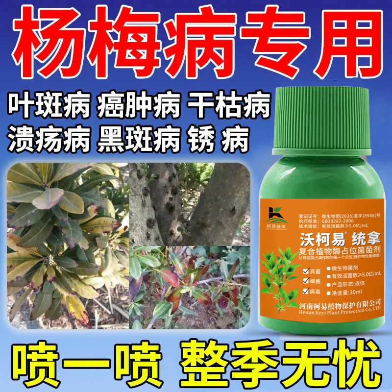 杨梅病全治杨梅凋萎病药肉葱病黄叶病叶枯枝腐锈专用杀菌剂防烂药图片