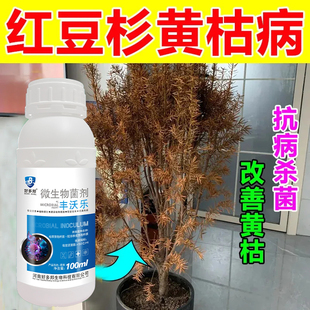 红豆杉急救液】红豆杉病专用药黄叶干尖不开花不挂果促生长叶面肥