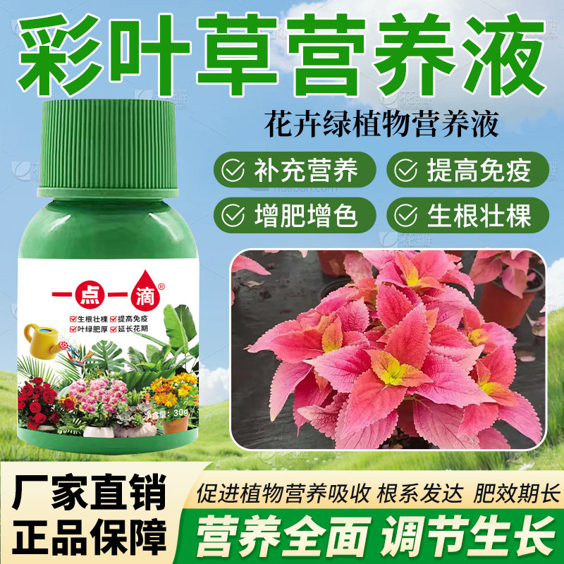 彩叶草专用营养液促生长防黄叶烂根枯萎室内盆栽水培通用型营养液