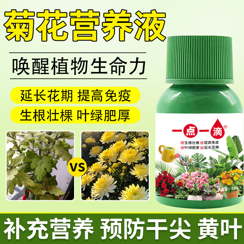 菊花营养液通用型菊花专用营养液种植土壤水培绿植物黄化生长园艺