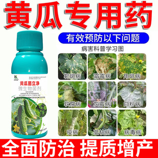 黄瓜病害清黄瓜叶斑病霜霉炭疽病毒白粉软腐蔓枯病褐斑猝倒杀菌剂