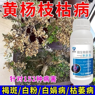 黄杨树专用肥治黄叶枯萎烂根白粉黑斑炭疽病盆景营养液杀菌剂