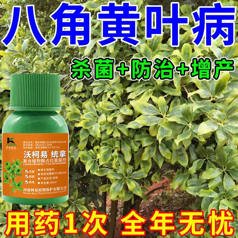 八角炭疽病专用杀菌剂八角树病害全清八角叶斑病烟煤病白疫病通用