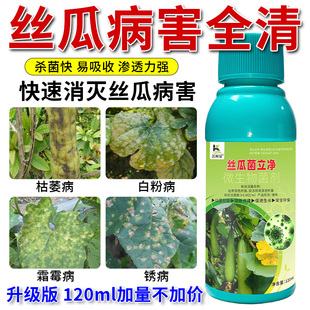 丝瓜菌立净丝瓜病害清枯萎霜霉锈病黄斑炭疽卷叶软腐菌核杀菌剂