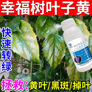 幸福树专用营养液幸福树黄叶子掉叶叶斑病白粉病枯萎病通用型肥料