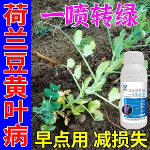 荷兰豆病害专用杀菌剂荷兰豆叶片发黄卷叶缩叶病毒病专用叶面肥