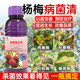 杨梅病专用杨梅褐斑病杨梅赤衣病杨梅肉葱病杨梅白腐病梢腐病杨梅