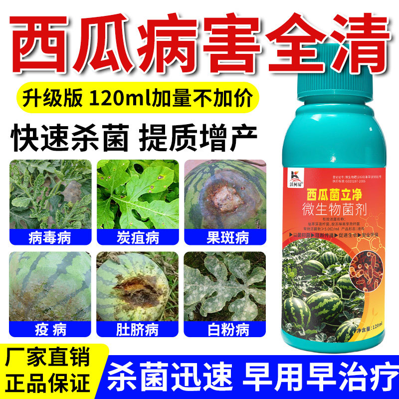 西瓜病害清西瓜蔓枯病白粉炭疽脐腐卷叶枯萎猝倒霜霉专用杀菌剂