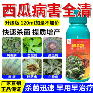 西瓜病害清西瓜蔓枯病白粉炭疽脐腐卷叶枯萎猝倒霜霉专用杀菌剂