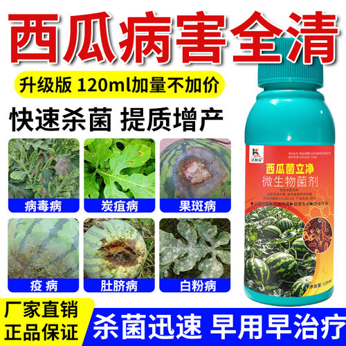 西瓜病害清西瓜蔓枯病白粉炭疽脐腐卷叶枯萎猝倒霜霉专用杀菌剂