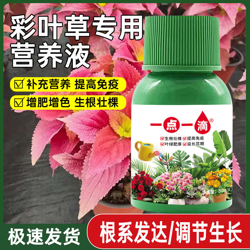 彩叶草专用营养液促进植物防黄叶落叶枯萎室内盆栽水培通用叶面肥